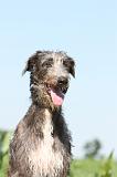 DEERHOUND 005